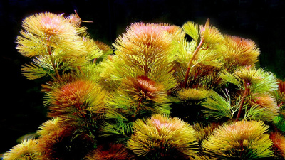 Кабомба Красная , в горшочке